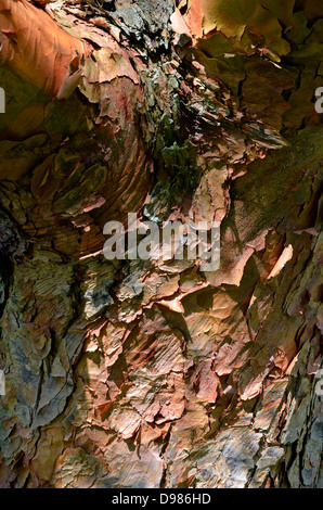 Peeling bark on a red birch tree. Stock Photo