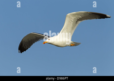 Lesser Black-backed Gull, Larus fuscus, Heringsmöwe, Heringsmoewe Stock Photo