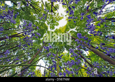 Worms-Eye view of Bluebells looking up towards the canopy of Beech trees in Micheldever Wood in Hampshire. Stock Photo