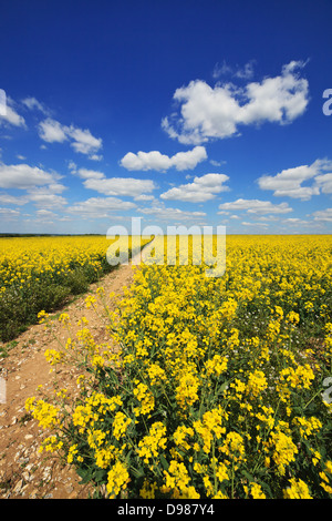 A path disappears towards the horizon through a rapeseed field in the South Downs National Park in Hampshire Stock Photo