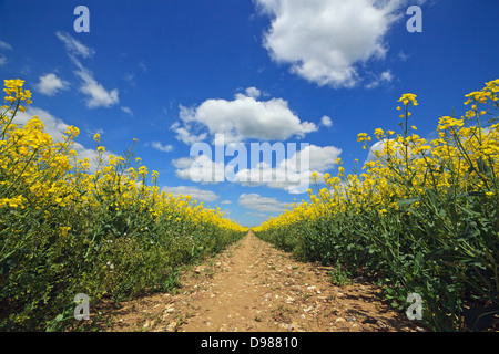 Path through a Rapeseed field in the South Downs national park in Hampshire Stock Photo