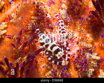 Coleman shrimp - Periclimenes colemani on a Fire Urchin, Asthenosoma varium Stock Photo