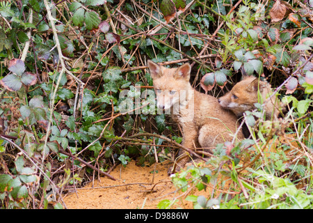 Young Red Fox Cubs, Vulpes vulpes, Kent, England, UK Stock Photo