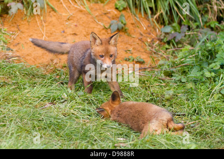 Two young Red Fox Cubs, Vulpes vulpes, Kent, England, UK Stock Photo