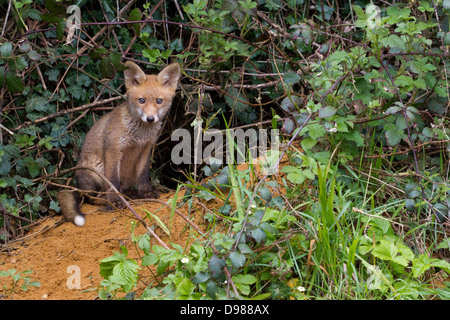 Young Red Fox Cub, Vulpes vulpes, Kent, England, UK Stock Photo