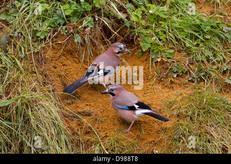 Eurasian Jay pair, Garrulus glandarius collecting nesting material in its beak, Kent, England, UK Stock Photo