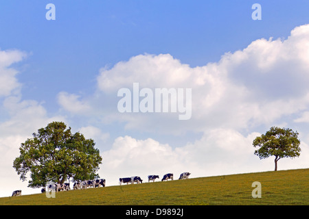 Dairy cows grazing on a hillside between two oak trees against a bright blue cloudy sky. Stock Photo