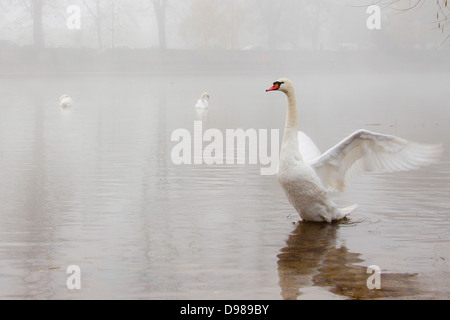 Mute swan, Cygnus olor, in fog on the River Thames, Berkshire, England, UK Stock Photo