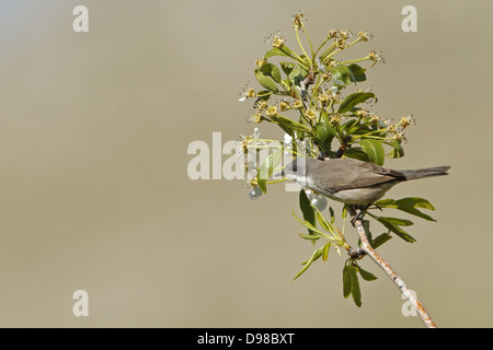 Eastern Orphean Warbler, Sylvia crassirostris, Orpheusgrasmücke, Orpheusgrasmuecke Stock Photo