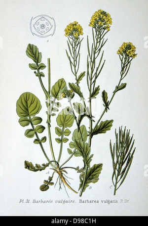 Common Bittercress or Yellow Rocket (Barbarea vulgaris), biennial wild herb of Brassica family native of Europe. From Amedee Masclef 'Atlas des Plantes de France', Paris, 1893. Stock Photo