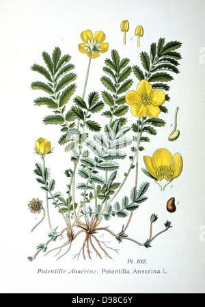 Common Silverweed (Argentina anserina or Potentilla anserina) Ceeping herbaceous plant of temperate regions of the Northern Hemisphere. From Amedee Masclef 'Atlas des Plantes de France', Paris, 1893. Stock Photo