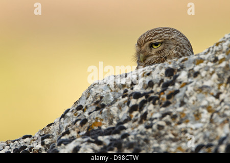 Little Owl, Athene noctua lilith, Steinkauz Stock Photo