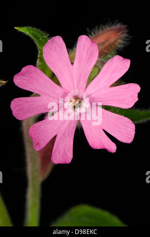 Red campion flower, Silene dioica, Stock Photo