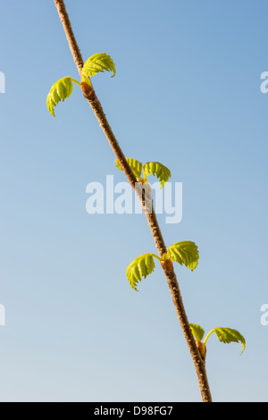 New leaves on birch twig at springtime Stock Photo