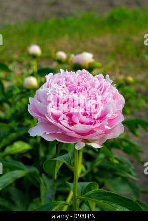 Close up of a pink blooming peony in the garden Stock Photo