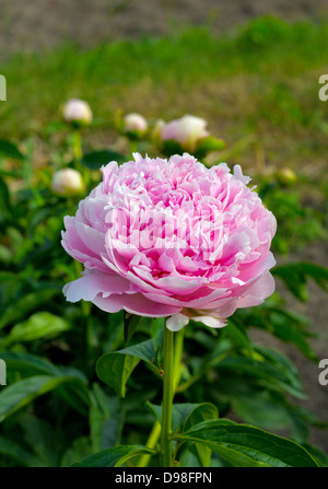 Pink peony in the garden. Blooming pink peony. Close-up of a beautiful ...