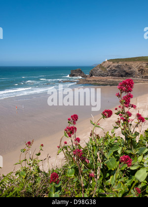 Portreath beach red Valerian plants, Cornwall England UK. Stock Photo