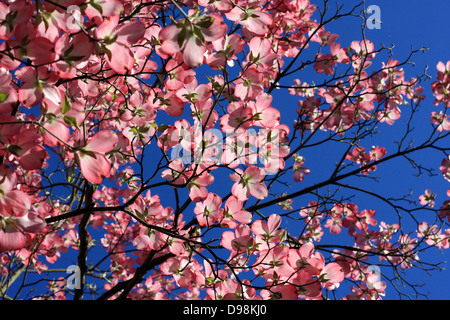 pink white dogwood tree branches on blue sky background Stock Photo