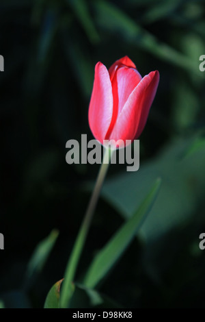 Single pink and white tulip flower with green plant garden background Stock Photo