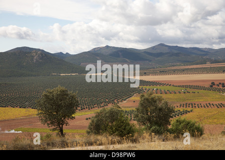 Spanish landscape with olive groves in Spain Stock Photo