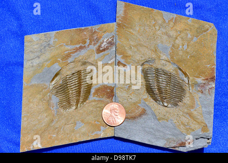 Fossil trilobite Angelina Sedgwickii of Ordovician age, a pair of cast and mold deformed by shear stress. Stock Photo