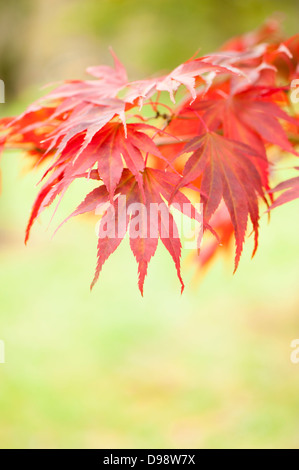 Acer palmatum 'Momiji Gawa', Japanese Maple, in autumn Stock Photo