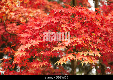 Acer palmatum 'Heptalobum', Japanese Maple, in autumn Stock Photo