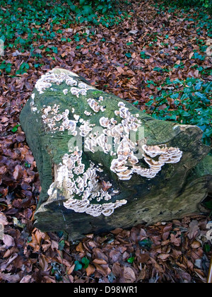 Fungus growth on a roptting log of timber in woodland Stock Photo