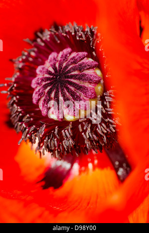 Red Oriental Poppy's (Papaver orientalis) seed head Stock Photo