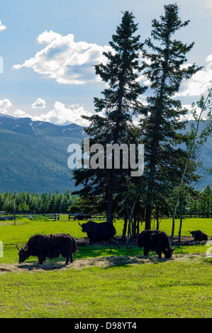 Circle F Ranch, Tibetan Yak farm, Edgartown Highway, Lower Tonsina; Alaska, USA Stock Photo