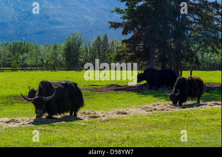 Circle F Ranch, Tibetan Yak farm, Edgartown Highway, Lower Tonsina; Alaska, USA Stock Photo