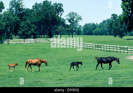 Two mares and their foals stroll across a stud farm near Ocala, a breeding center for thoroughbred racehorses in Florida, USA. Stock Photo