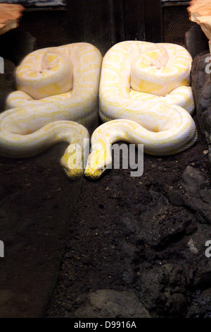 a yellow python Stock Photo - Alamy
