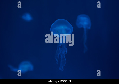 Illuminated colour jellyfish - gleaming Stock Photo