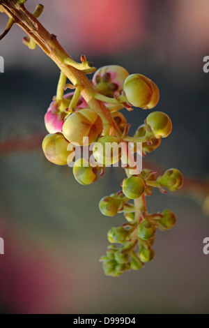 Couroupita guianensis, Cannon Ball Tree Stock Photo