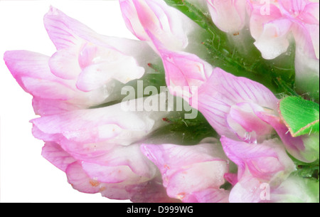 Red clover flower in macro composition. Stock Photo