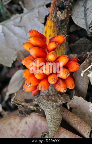 Amorphophallus bulbifer Stock Photo