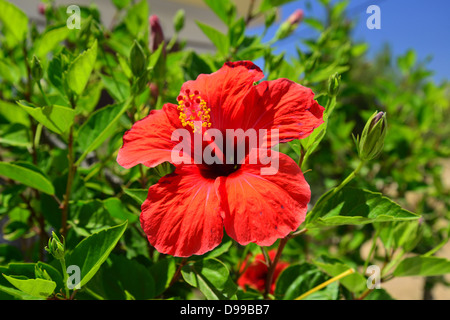 Red hibiscus flower in garden, Pefkos, Rhodes (Rodos), The Dodecanese, South Aegean Region, Greece Stock Photo