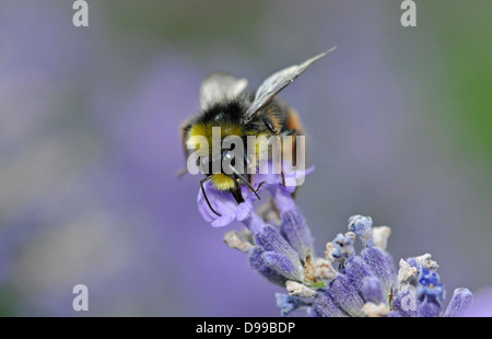 Dark earth bumblebee Bombus terrestris on real lavender Lavandula angustifolia Stock Photo