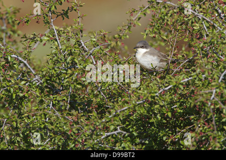 Eastern Orphean Warbler, Sylvia crassirostris, Orpheusgrasmücke, Orpheusgrasmuecke Stock Photo