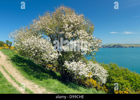 Spring UK, Crab Apple in Full Bloom Stock Photo - Alamy