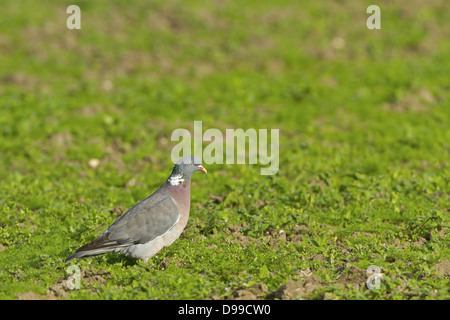 Ringeltaube, Wood pigeon, Woodpigeon, Common Wood Pigeon, Columba palumbus, Pigeon ramier, Paloma Torcaz Stock Photo