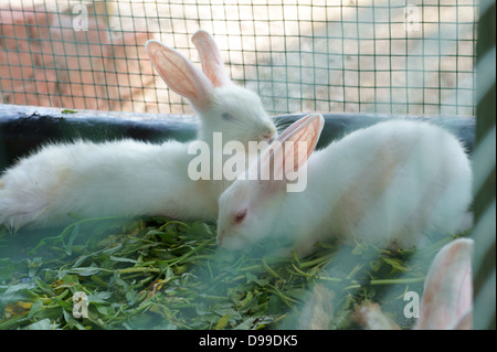 Rabbits in a Cage. Animals in captivity Stock Photo - Alamy