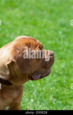 Dogue de Bordeaux, French Mastiff dog Stock Photo