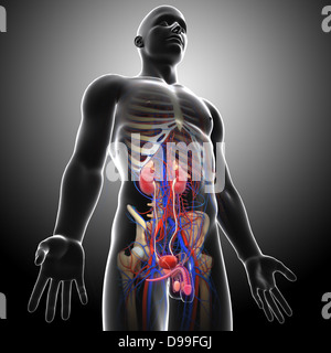 Illustration of male urinary system Stock Photo - Alamy