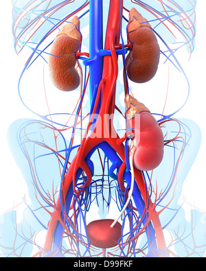 3D Illustration of kidney transplant Stock Photo