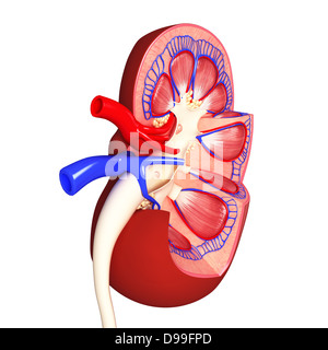 Anatomy of kidney internal view in different form Stock Photo