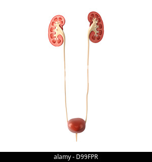 Anatomy of kidney internal view in different form Stock Photo