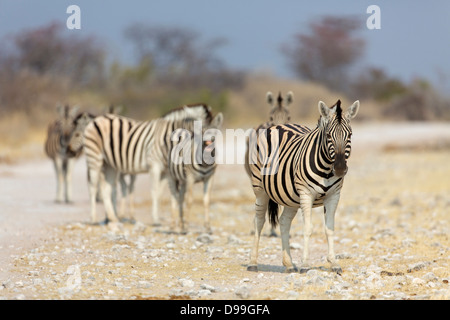 plains zebra, common zebra, Burchell's zebra, Equus quagga, plains zebra, common zebra, Burchell's zebra, Steppenzebra, Pferdeze Stock Photo