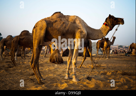 Camels at Pushkar Camel Fair, Pushkar, Ajmer, Rajasthan, India Stock Photo